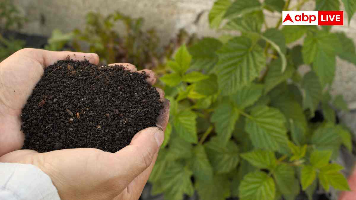 दूध-हल्दी और हींग से घर पर बनाएं नेचुरल फर्टीलाइजर, खिल उठेंगे पौधे