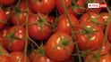 Kitchen Garden Tips: किचन गार्डन में उगाएं चेरी टोमैटो, जान लें खेती का तरीका
