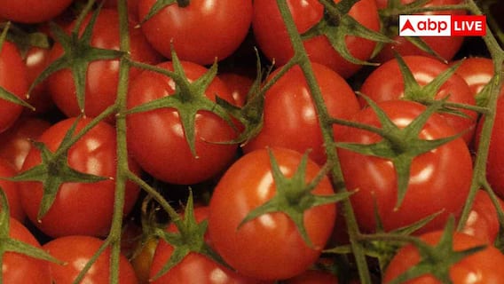Kitchen Garden Tips: किचन गार्डन में उगाएं चेरी टोमैटो, जान लें खेती का तरीका Kitchen Garden Tips: किचन गार्डन में उगाएं चेरी टोमैटो, जान लें खेती का तरीका