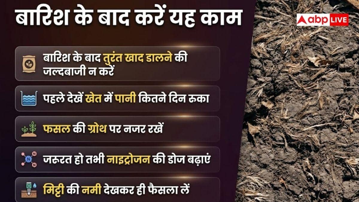 बारिश के बाद मिट्टी में नाइट्रोजन क्यों कम हो जाती है, इससे कितना नुकसान?
