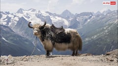भारत के इस पड़ोसी देश में पिया जाता है याक का खून, जानें क्या है वजह