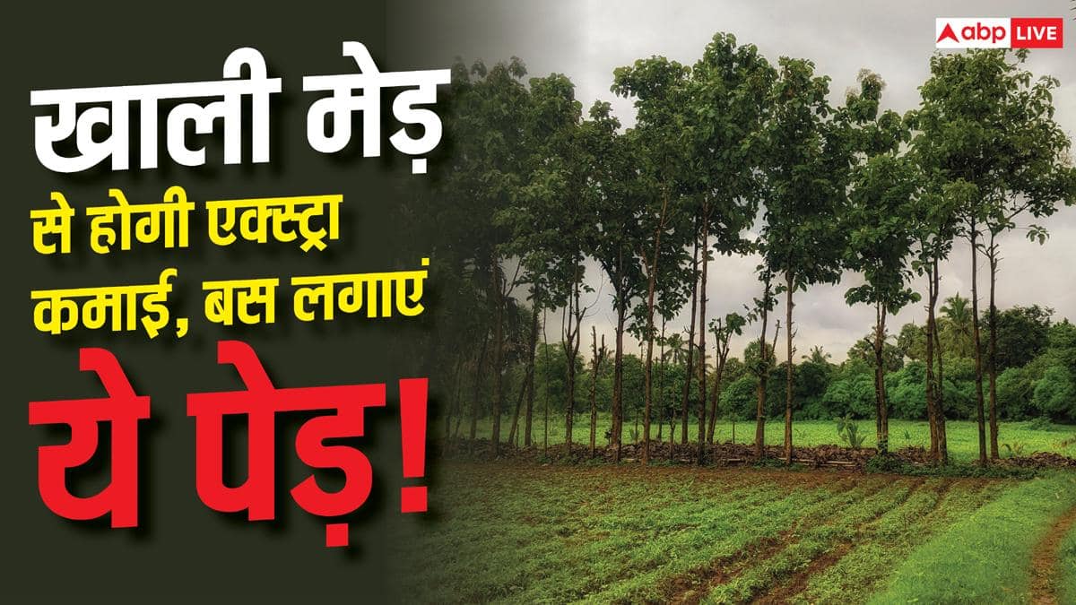 Tree Farming Between the Crop Farm: खेत की मेड़ पर लगाएं ये पेड़, होने लगेगी एक्स्ट्रा इनकम