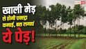 Tree Farming Between the Crop Farm: खेत की मेड़ पर लगाएं ये पेड़, होने लगेगी एक्स्ट्रा इनकम