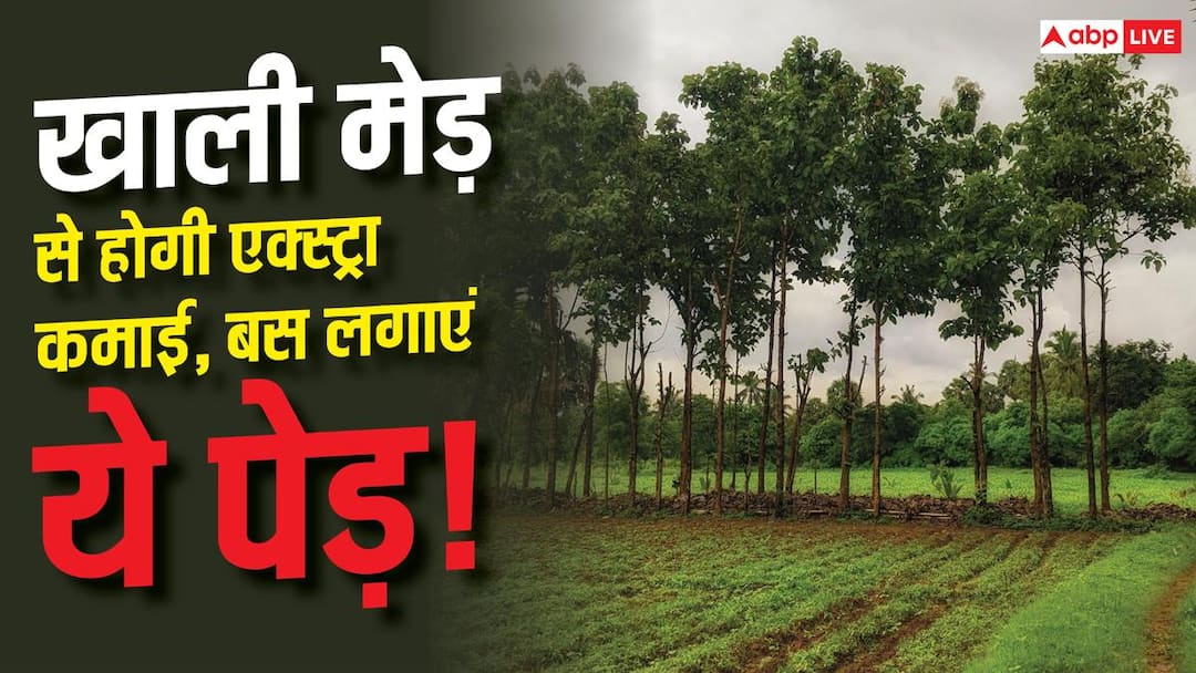 खेत की मेड़ पर लगाएं ये पेड़, होने लगेगी एक्स्ट्रा इनकम खेत की मेड़ पर लगाएं ये पेड़, होने लगेगी एक्स्ट्रा इनकम