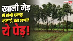 खेत की मेड़ पर लगाएं ये पेड़, होने लगेगी एक्स्ट्रा इनकम
