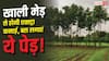 Tree Farming Between the Crop Farm: खेत की मेड़ पर लगाएं ये पेड़, होने लगेगी एक्स्ट्रा इनकम
