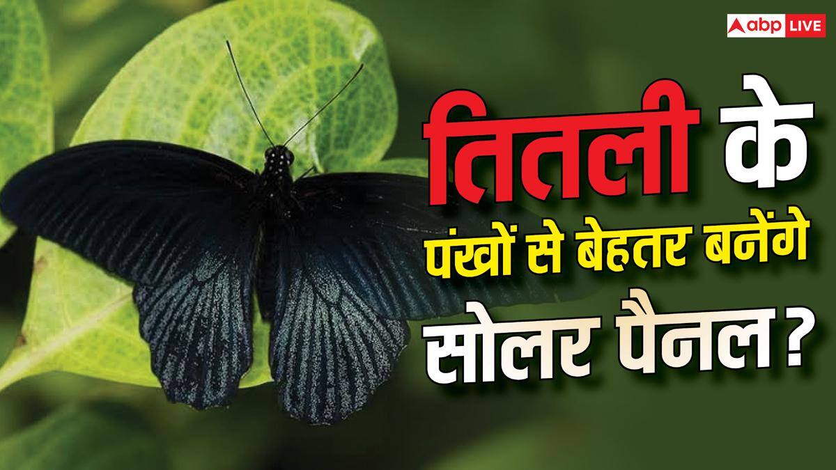 तितली के पंखों से बढ़ेगी सोलर पैनल की एफिशिएंसी? नया डिजाइन करेगा कमाल