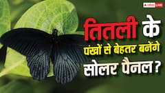 तितली के पंखों से बढ़ेगी सोलर पैनल की एफिशिएंसी? नया डिजाइन करेगा कमाल
