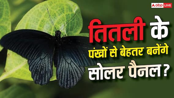 तितली के पंखों से बढ़ेगी सोलर पैनल की एफिशिएंसी? नया डिजाइन करेगा कमाल तितली के पंखों से बढ़ेगी सोलर पैनल की एफिशिएंसी? नया डिजाइन करेगा कमाल