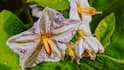 How to Control Brinjal Pests: बैंगन में कीड़े लग रहे हैं? घर पर ही बनाएं इसकी दवा