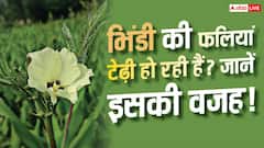 Growing Bhindi at Home: भिंडी की फली टेढ़ी क्यों हो जाती है? नोट कर लें किचन गार्डनिंग टिप्स