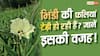Growing Bhindi at Home: भिंडी की फली टेढ़ी क्यों हो जाती है? नोट कर लें किचन गार्डनिंग टिप्स