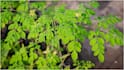 Iron-Rich Foods : ఐరన్ లోపం రాకుండా ఉండాలంటే.. ఆహారంలో ఈ ఫుడ్స్ చేర్చుకుంటే మంచిది