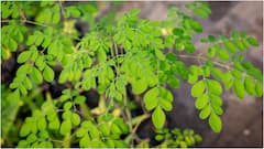 Iron-Rich Foods : ఐరన్ లోపం రాకుండా ఉండాలంటే.. ఆహారంలో ఈ ఫుడ్స్ చేర్చుకుంటే మంచిది