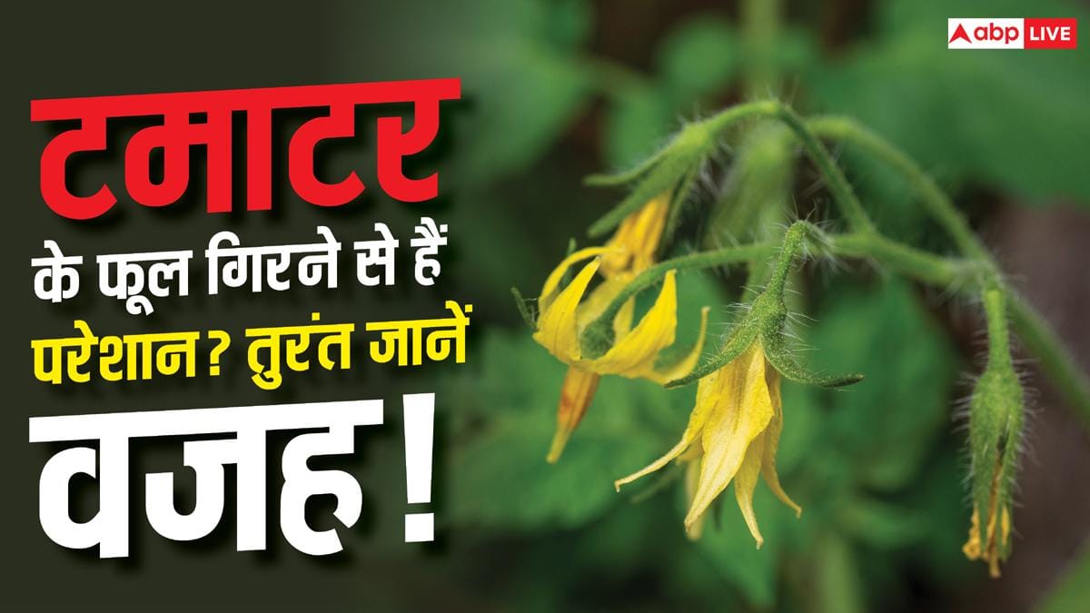 Tomato Farming: टमाटर के पौधे में फूल आकर गिर जाते हैं? ये हो सकती है वजह