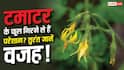 Tomato Flower Drop: टमाटर के पौधे में फूल आकर गिर जाते हैं? ये हो सकती है वजह
