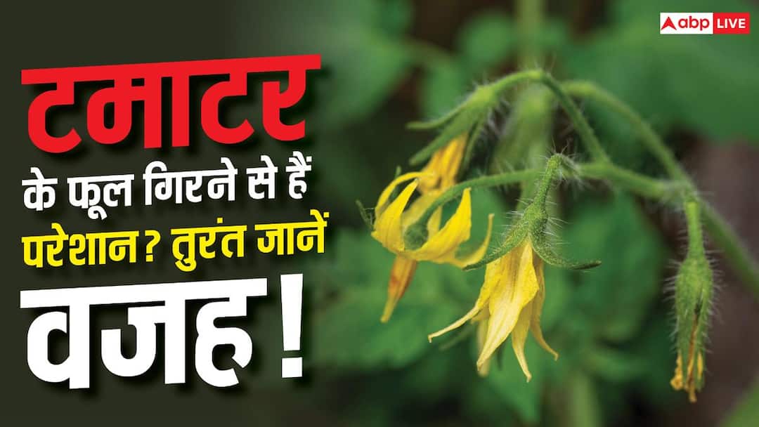 Tomato Farming: टमाटर के पौधे में फूल आकर गिर जाते हैं? ये हो सकती है वजह Tomato Farming: टमाटर के पौधे में फूल आकर गिर जाते हैं? ये हो सकती है वजह