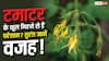 Tomato Farming: टमाटर के पौधे में फूल आकर गिर जाते हैं? ये हो सकती है वजह