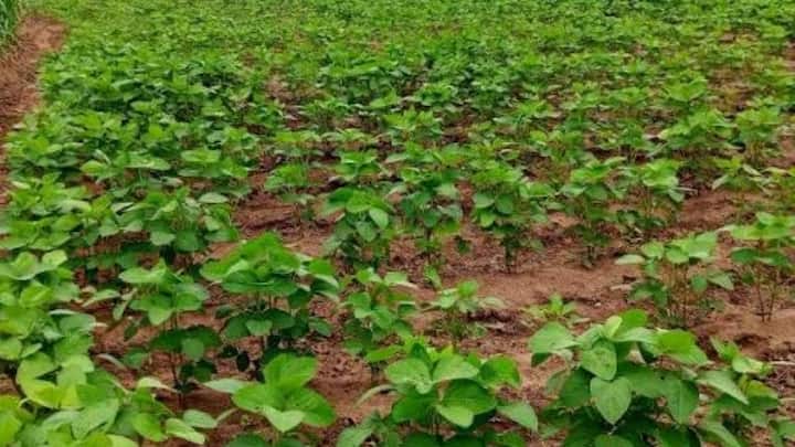 सोयाबीन में बेहतर उत्पादन के लिए सिर्फ किस्म पर निर्भर रहना ठीक नहीं है. खेत की तैयारी, बुवाई का समय, बीज की मात्रा, पोषण, खरपतवार नियंत्रण और सिंचाई जैसे काम भी सही तरीके से करने होते हैं. किसान अगर इन सभी चीजों का ध्यान रखता है तो चुनी गई किस्म से बेहतर उत्पादन लेने की संभावना बढ़ जाती है.