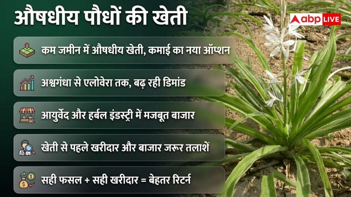 मसाले, औषधीय पौधे या फूल... कम जमीन में ज्यादा मुनाफा किसमें?