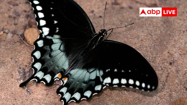 दरअसल, काली तितली के पंख अपने ऊपर गिरने वाली 99.94% लाइट को एब्जॉर्ब कर लेते हैं और इसी कारण इनका रंग काला दिखता है. ये पंख छोटे-छोटे स्केल्स से बने होते हैं और ये अपने ऊपर पड़ने वाली लाइट को रिफ्लेक्ट होने की बजाय कैप्चर कर लेते हैं. यह एक स्पॉन्जी और छोटे-छोटे सुराखों वाला सरफेस होता है. अब वैज्ञानिक इन पंखों जैसी बनावट वाले पैनल्स को टेस्ट कर रहे हैं और उन्हें शुरुआती सफलता मिलती हुई नजर आ रही है.