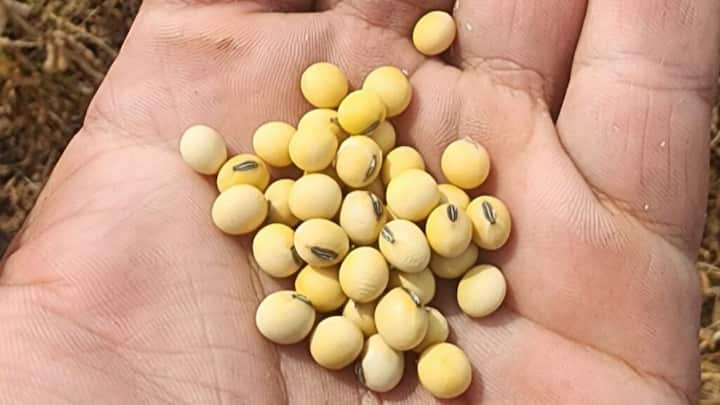 एनआरसी 37 सोयाबीन की ऐसी किस्म है जिसे किसान अपने क्षेत्र की परिस्थितियों के अनुसार चुन सकते हैं. इसकी खेती में सही समय पर बुवाई और खेत में पर्याप्त नमी बनाए रखना जरूरी होता है. अगर शुरुआत से फसल का प्रबंधन ठीक रखा जाए तो पौधों की ग्रोथ अच्छी रहती है और उत्पादन बेहतर मिलने की उम्मीद रहती है.