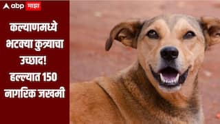 एकाच भटक्या कुत्र्याचा उच्छाद, हल्ल्यात 150 नागरिक जखमी, कल्याणच्या खडकपाडा परिसरात थरार