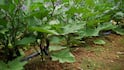 How to Control Brinjal Pests: बैंगन में कीड़े लग रहे हैं? घर पर ही बनाएं इसकी दवा