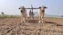 How to Improve Barren Land: बंजर जमीन को हरा भरा बना देंगी ये फसल, ऐसे करें बुवाई