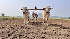 How to Improve Barren Land: बंजर जमीन को हरा भरा बना देंगी ये फसल, ऐसे करें बुवाई