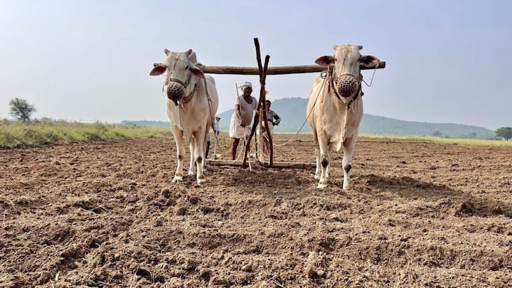 बंजर जमीन को सुधारने से पहले सबसे जरूरी काम है मिट्टी की जांच करवाना. मिट्टी की जांच से यह पता चलता है कि जमीन में किन पोषक तत्वों की कमी है, जैसे नाइट्रोजन, फास्फोरस, पोटेशियम, जिंक, बोरोन, आयरन या कॉपर. इस जांच के बाद ही यह तय किया जा सकता है कि जमीन में कौन सी खाद डालनी है और कौन सी फसल सबसे पहले लगानी चाहिए. बिना जांच के अंदाजे से खेती करने पर मेहनत और पैसा दोनों बर्बाद हो सकते हैं.