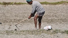 How to Improve Barren Land: बंजर जमीन को हरा भरा बना देंगी ये फसल, ऐसे करें बुवाई