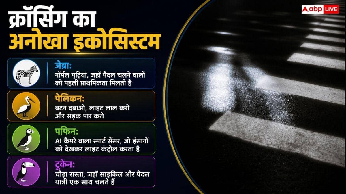 सड़क क्रॉस करने वाली पट्टी को जेब्रा क्रॉसिंग ही क्यों कहा जाता है, कैसे पड़ा यह नाम?