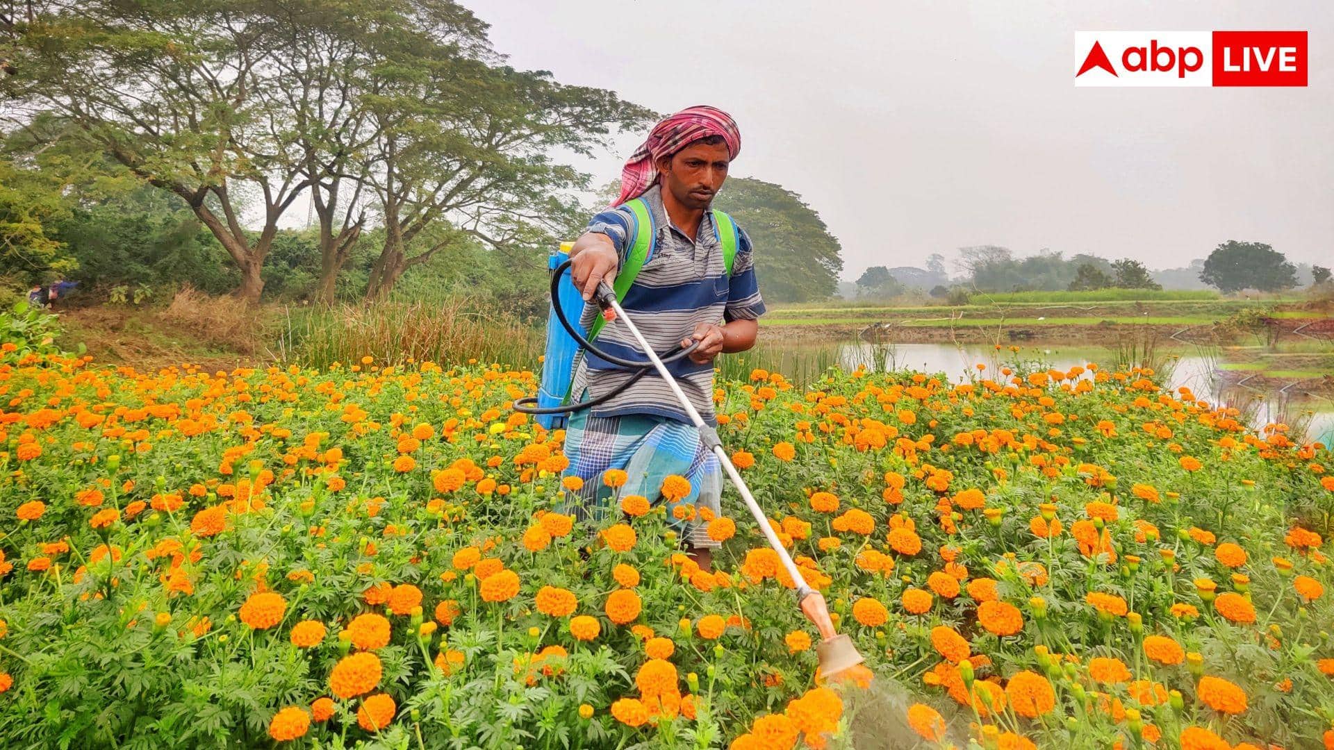 Marigold Cultivation: गेंदा साल में कितनी बार उगाया जा सकता है, इससे कितनी होती है कमाई