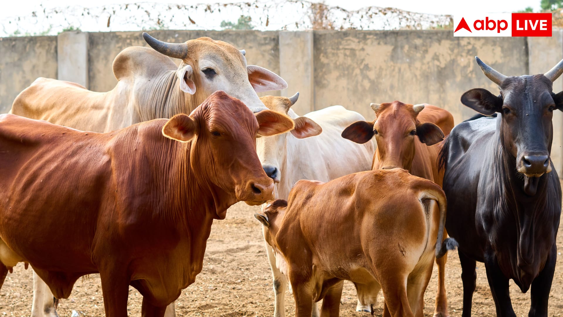 गोमूत्र से कमाई: 15 गांवों में शुरू हुआ अनोखा प्रोजेक्ट
