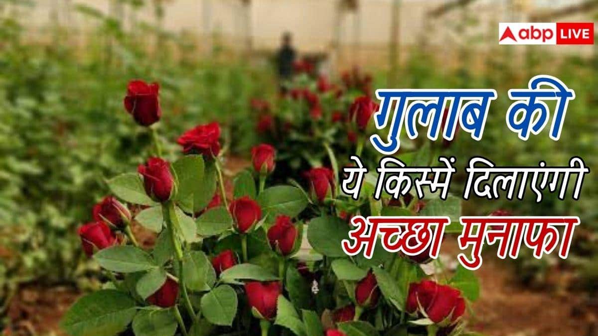 गुलाब की खेती के लिए कौनसी किस्में सबसे बेस्ट?