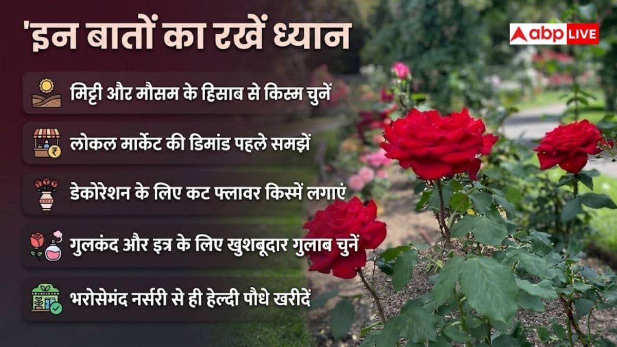गुलाब की खेती के लिए कौनसी किस्में सबसे बेस्ट?