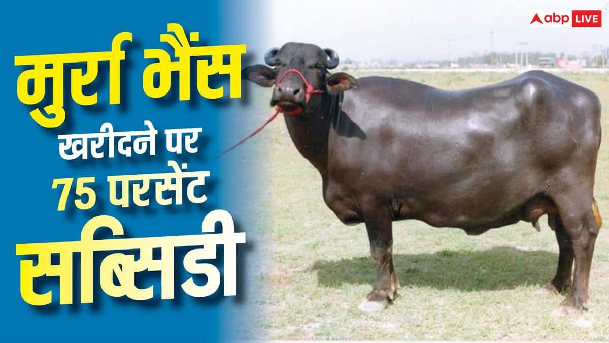 मुर्रा भैंस खरीदने पर 75% पैसा देगी सरकार, शुरू कीजिए डेयरी का बिजनेस