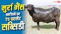 मुर्रा भैंस खरीदने पर 75% पैसा देगी सरकार, शुरू कीजिए डेयरी का बिजनेस