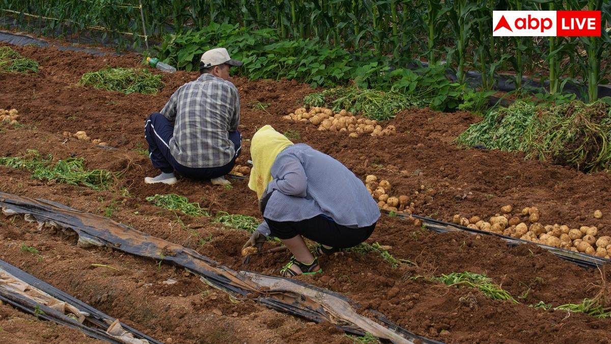 Solar Crop Dryer Subsidy: फसल सुखाने के लिए खरीदें सोलर क्रॉप ड्रायर, मिल रही 1.40 लाख की सब्सिडी