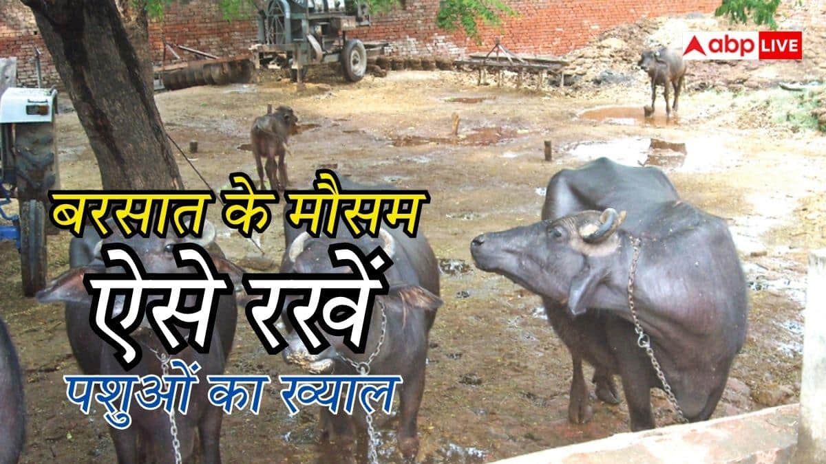 बरसात में पशुओं में बढ़ जाता है बीमारियों का खतरा, इन्हें कैसे बचाएं?