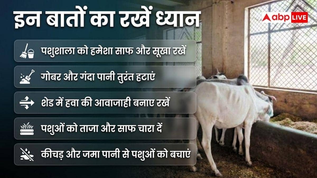 बरसात में पशुओं में बढ़ जाता है बीमारियों का खतरा, इन्हें कैसे बचाएं?