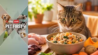 Pet First | Easy And Healthy Homemade Meal For Your Feline Friend