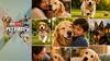 Pet First | 7 Adorable Dog Traits That Make Them Impossible To Resist