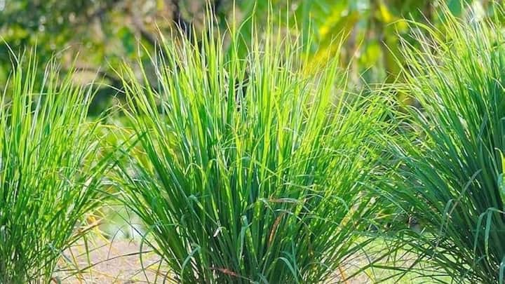 लेमनग्रास को अच्छी धूप बेहद पसंद होती है. इसलिए अपने गमले को बालकनी या छत के ऐसे कोने में रखें जहां रोजाना कम से कम 5 से 6 घंटे की सीधी धूप आती हो. पर्याप्त धूप मिलने से इसकी पत्तियों में नींबू जैसी प्राकृतिक सुगंध और तेल की मात्रा बहुत बढ़िया तरीके से विकसित होती है.