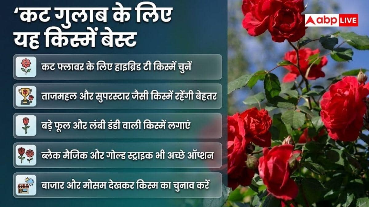 गुलाब की खेती के लिए कौनसी किस्में सबसे बेस्ट?