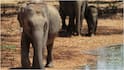 World Elephant Day : ప్రపంచ ఏనుగుల దినోత్సవం 2026.. ఏనుగుల గురించి ఈ ఆసక్తికరమైన విషయాలు తెలుసా?