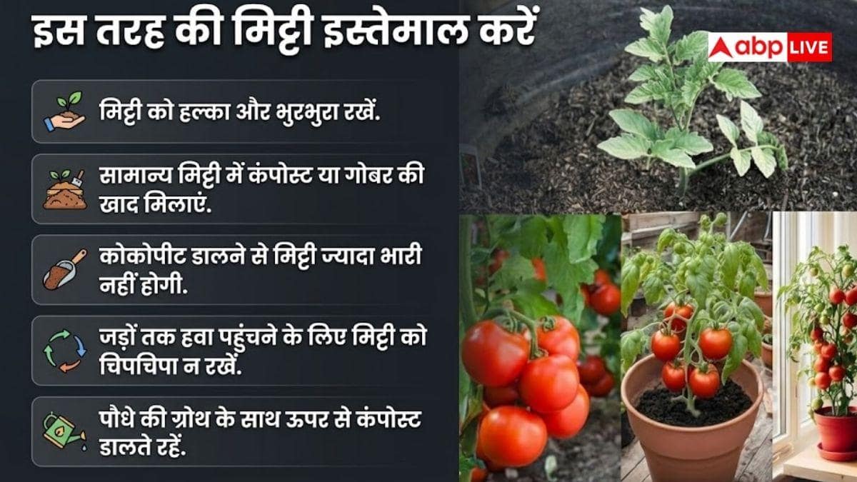 घर पर करना चाहते हैं टमाटर की खेती, जानें कितना गहरा गमला चाहिए?