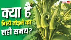 भिंडी तोड़ने का सही समय क्या है? देर की तो खराब हो जाएगी फसल