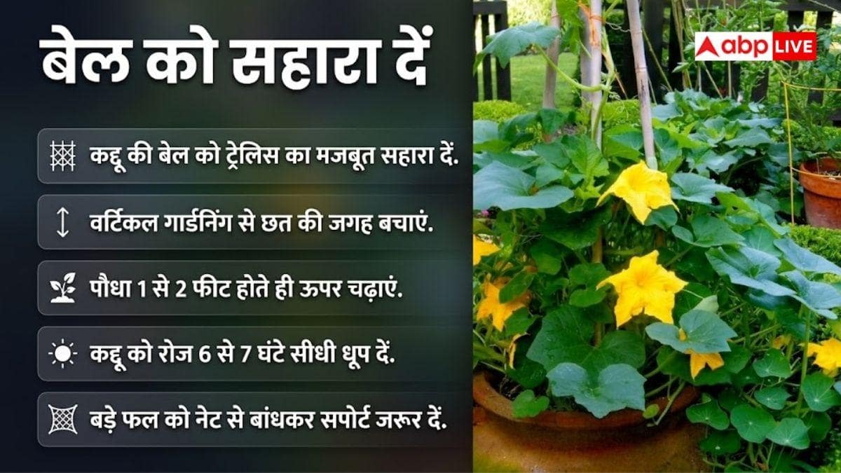 घर में भी उगा सकते हैं कद्दू, बस इन बातों का रखें ध्यान
